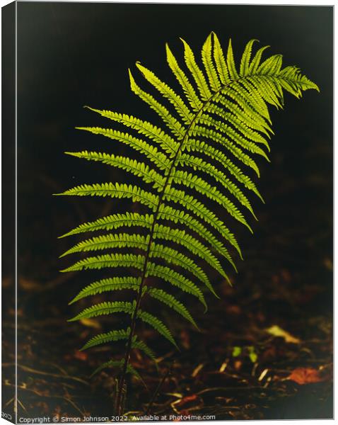 Luminous fern leaf Canvas Print by Simon Johnson