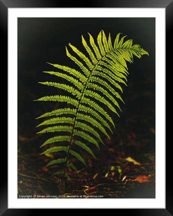 Luminous fern leaf Framed Mounted Print by Simon Johnson