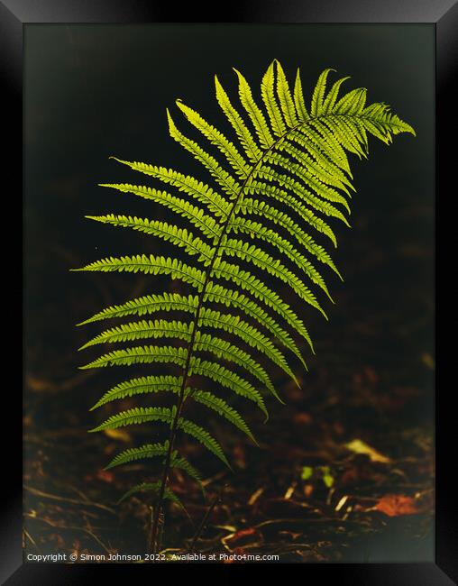 Luminous fern leaf Framed Print by Simon Johnson