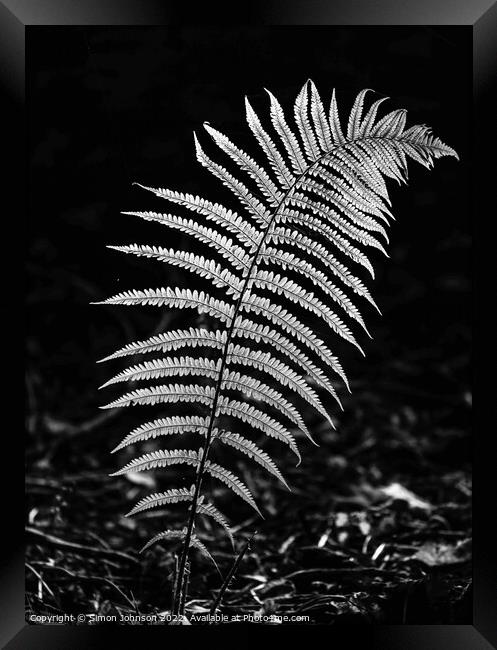 luminous fern leaf  in monochrome  Framed Print by Simon Johnson