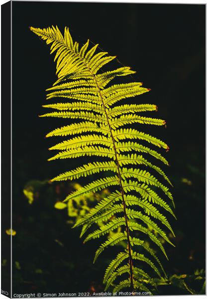 luminous fern Canvas Print by Simon Johnson