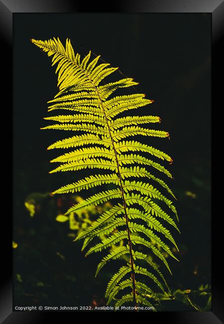 luminous fern Framed Print by Simon Johnson