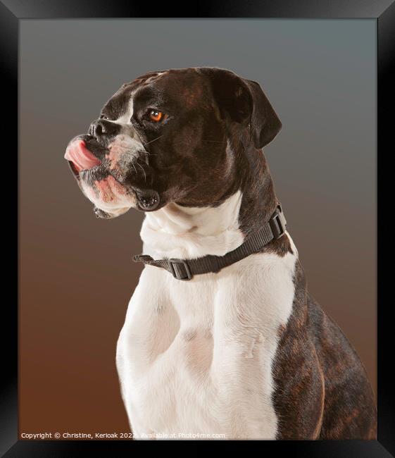 Boxer Licking Lips Framed Print by Christine Kerioak