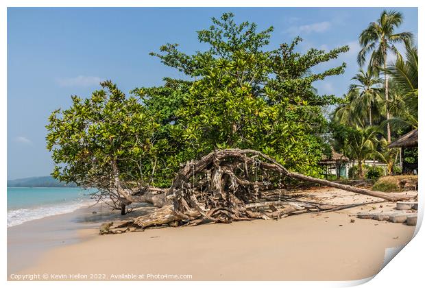 Mangrove tree on the beach, Khao Lak, Phang Nga Province, Thaila Print by Kevin Hellon