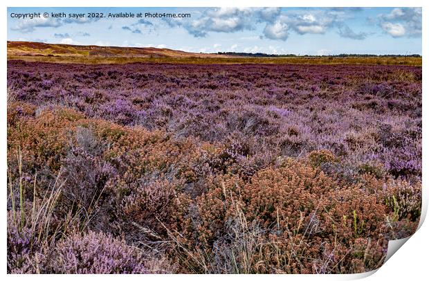 Yorkshire Heather Print by keith sayer
