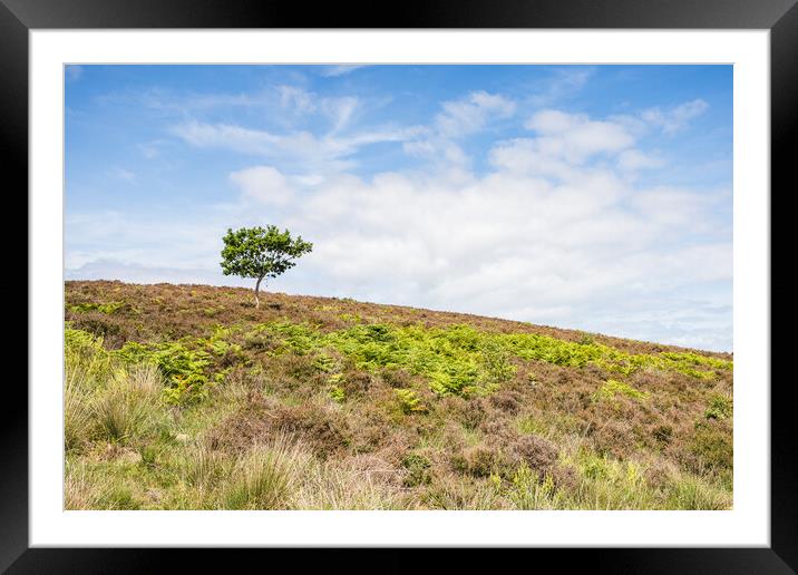 Lone tree at Dersingham Bog Framed Mounted Print by Jason Wells