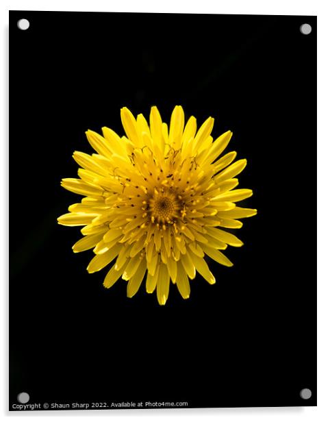 Flower Acrylic by Shaun Sharp