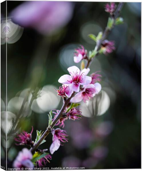 Spring in full bloom Canvas Print by Shaun Sharp