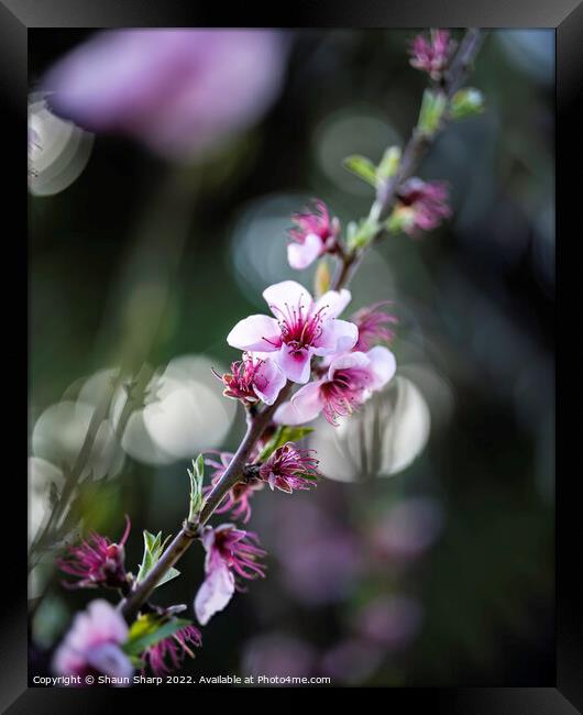 Spring in full bloom Framed Print by Shaun Sharp