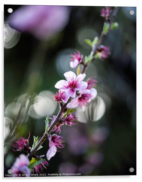 Spring in full bloom Acrylic by Shaun Sharp