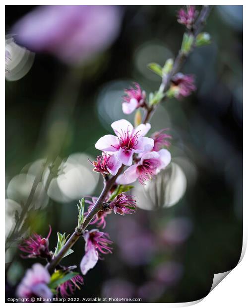 Spring in full bloom Print by Shaun Sharp
