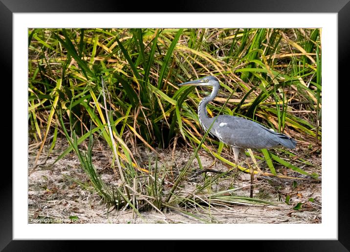 Striding Heron on Basingstoke Canal Framed Mounted Print by Mark Poley