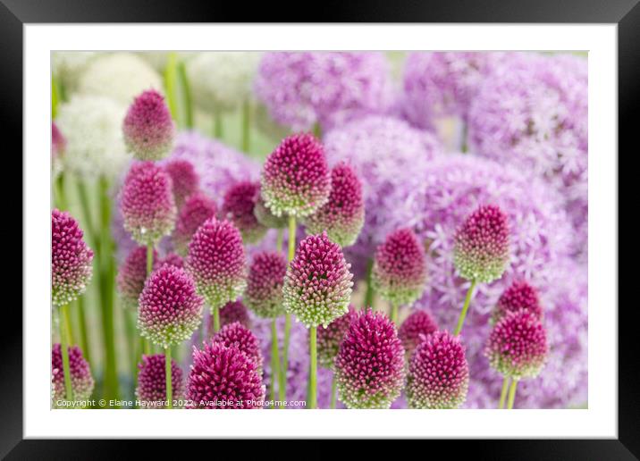 Allium flowerhead turning from green to deep pink Framed Mounted Print by Elaine Hayward