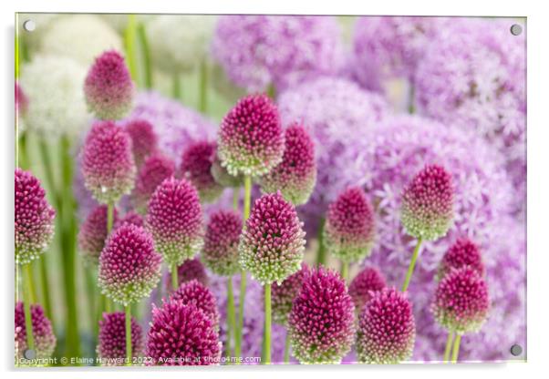 Allium flowerhead turning from green to deep pink Acrylic by Elaine Hayward
