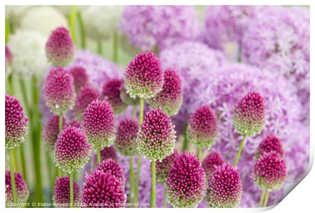 Allium flowerhead turning from green to deep pink Print by Elaine Hayward