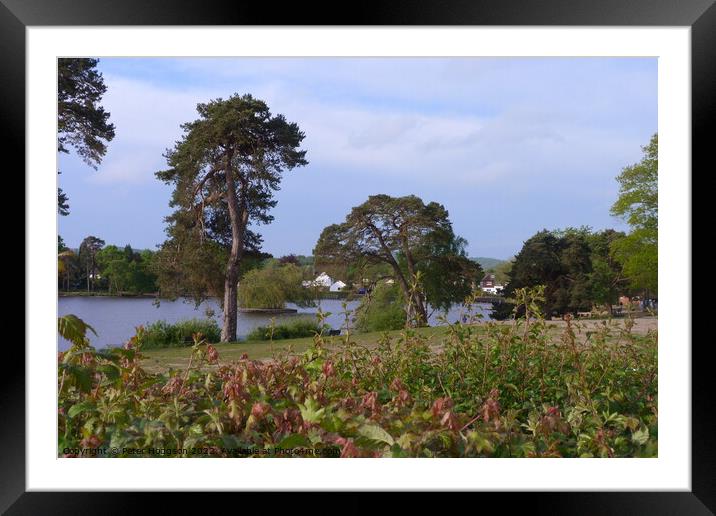 Trees beside Petersfield pond. Framed Mounted Print by Peter Hodgson