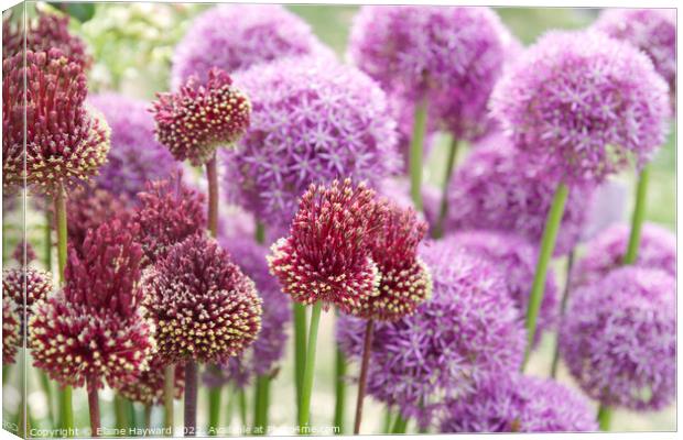 Allium 'red mohican' in flower Canvas Print by Elaine Hayward
