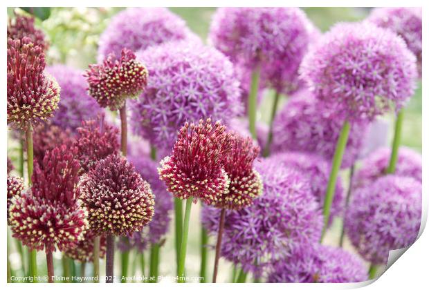 Allium 'red mohican' in flower Print by Elaine Hayward