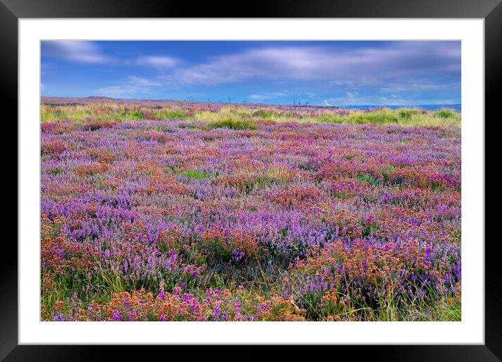 Heather Framed Mounted Print by Martyn Arnold