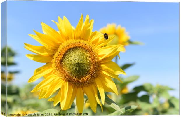 Sunflower and Bee Canvas Print by Hannah Jones
