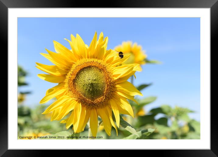 Sunflower and Bee Framed Mounted Print by Hannah Jones