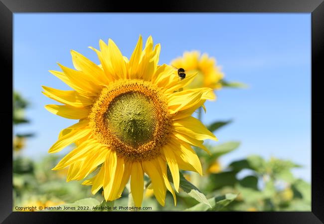 Sunflower and Bee Framed Print by Hannah Jones