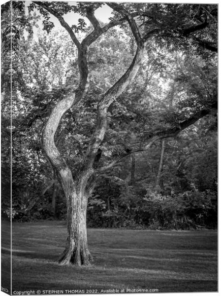 Bendy Elm B/W Canvas Print by STEPHEN THOMAS