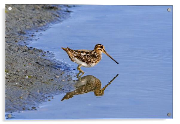 Common Snipe Reflection Acrylic by Arterra 