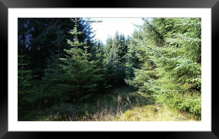 Scotlands forest Framed Mounted Print by Sandy Young