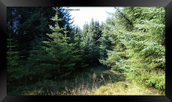 Scotlands forest Framed Print by Sandy Young