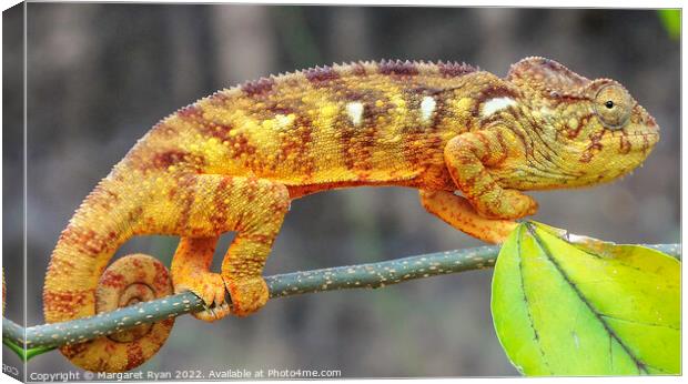 Panther Chameleon Canvas Print by Margaret Ryan