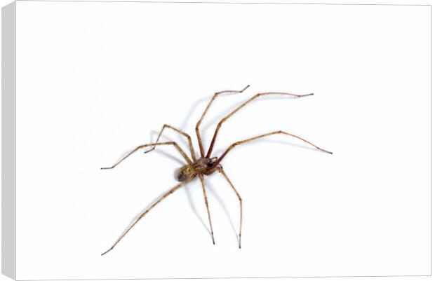 Giant House Spider Canvas Print by Arterra 