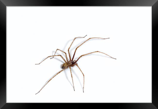 Giant House Spider Framed Print by Arterra 