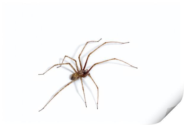 Giant House Spider Print by Arterra 