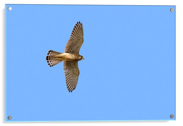 European Kestrel Flying Acrylic by Arterra 