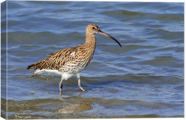 Common Curlew in Wetland Canvas Print by Arterra 