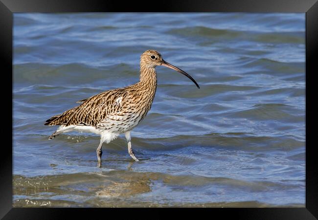 Common Curlew in Wetland Framed Print by Arterra 