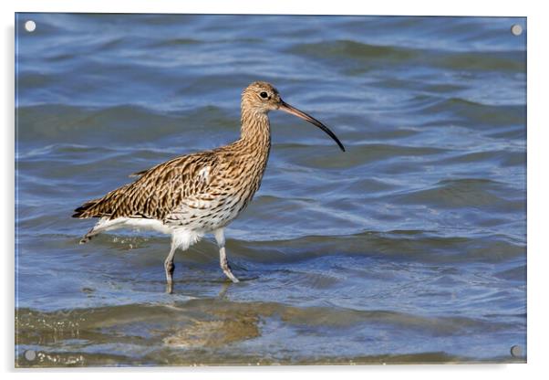 Common Curlew in Wetland Acrylic by Arterra 