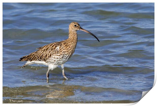 Common Curlew in Wetland Print by Arterra 