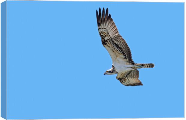 Western Osprey Flying Canvas Print by Arterra 