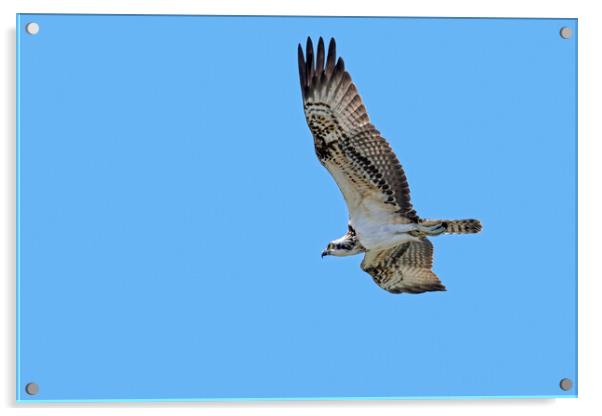Western Osprey Flying Acrylic by Arterra 