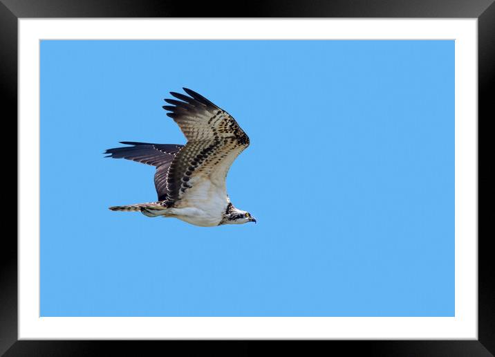 Western Osprey in Flight Framed Mounted Print by Arterra 