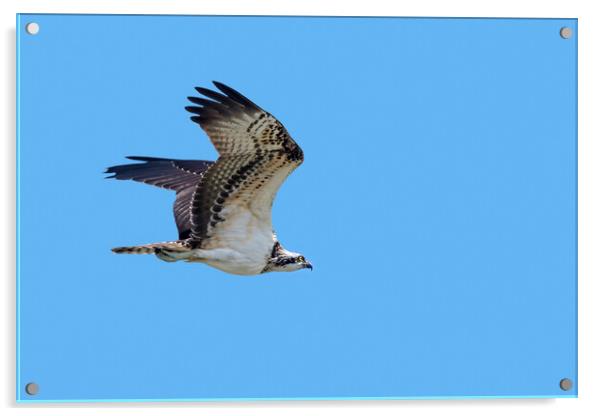 Western Osprey in Flight Acrylic by Arterra 