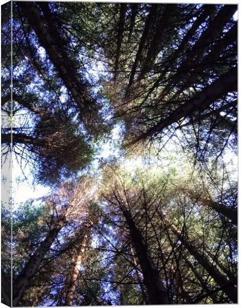 Enchanting Forest Canopy Canvas Print by Sandy Young