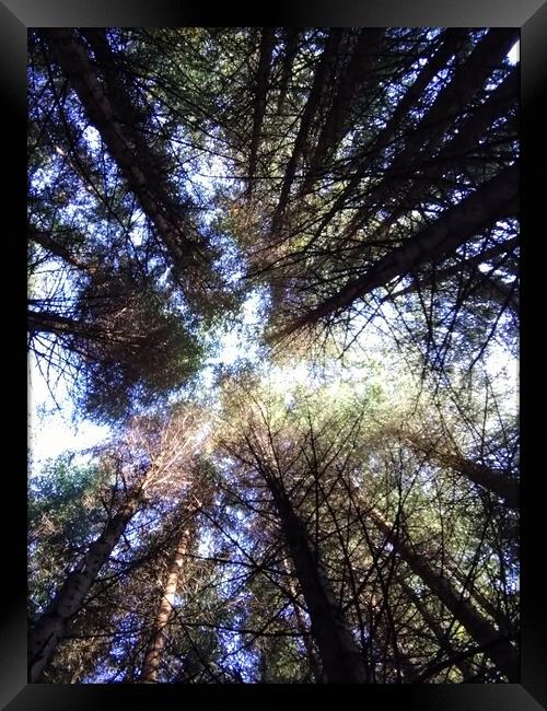Enchanting Forest Canopy Framed Print by Sandy Young