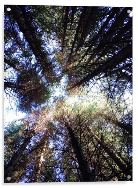 Enchanting Forest Canopy Acrylic by Sandy Young