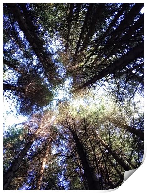 Enchanting Forest Canopy Print by Sandy Young