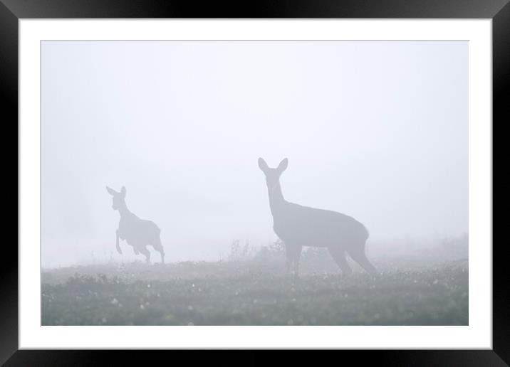 Roe Deer with Young in the Mist Framed Mounted Print by Arterra 