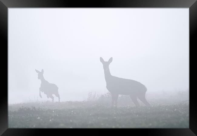 Roe Deer with Young in the Mist Framed Print by Arterra 