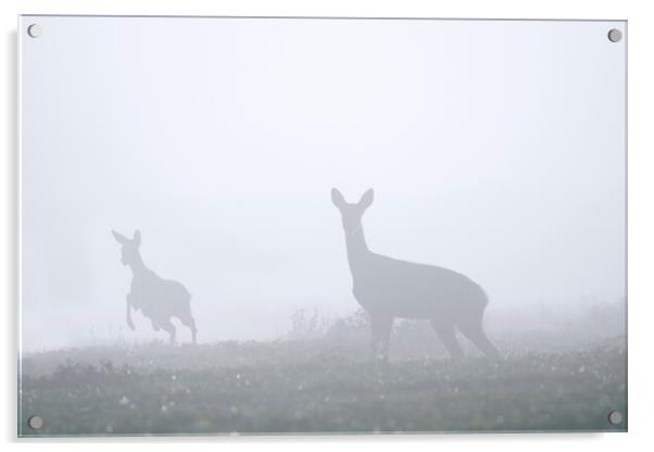Roe Deer with Young in the Mist Acrylic by Arterra 